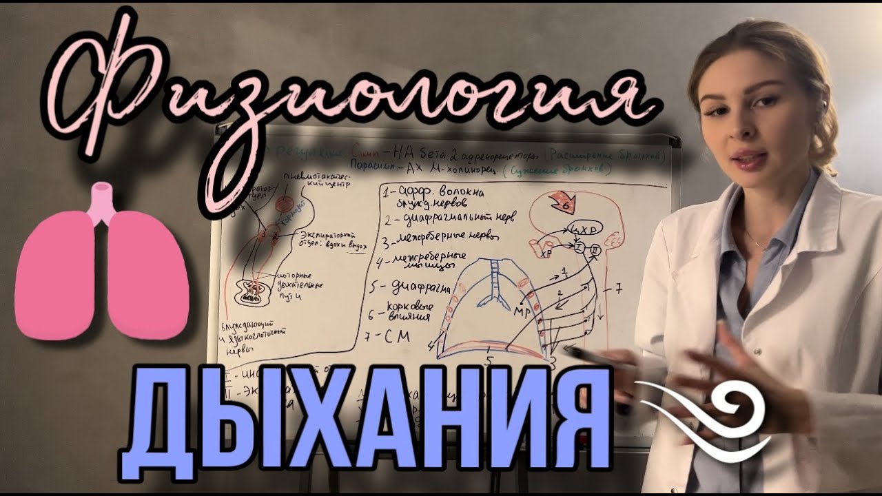 Физиология|🫁Механизмы вдоха и выдоха |Полный разбор темы Внешнее Дыхание