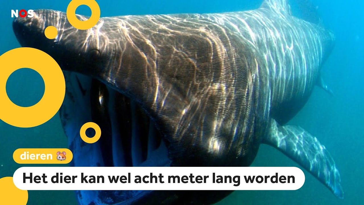 Onderzoek: reuzenhaai zwemt bij Nederlandse kust