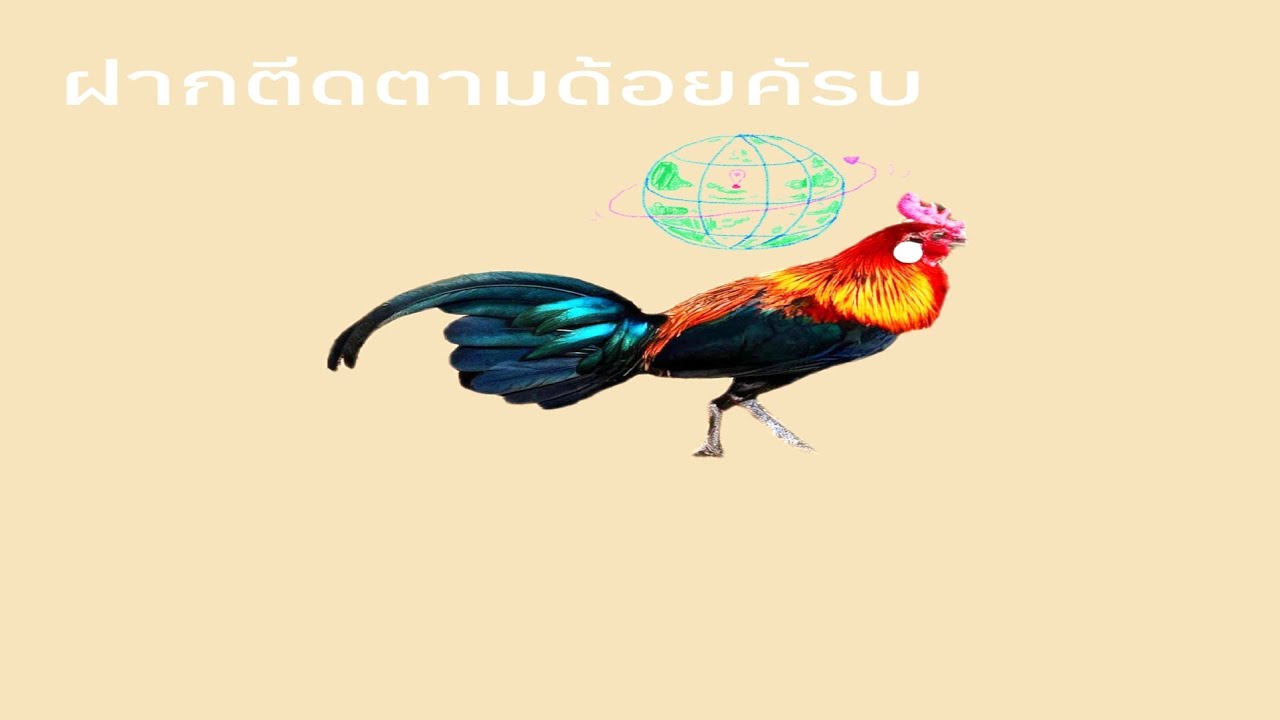 Tsov qab thaij kv tus ພໍພັນ qaib dub rau peb sawv daws saib nb cov phooj ywg nyiam qaib 