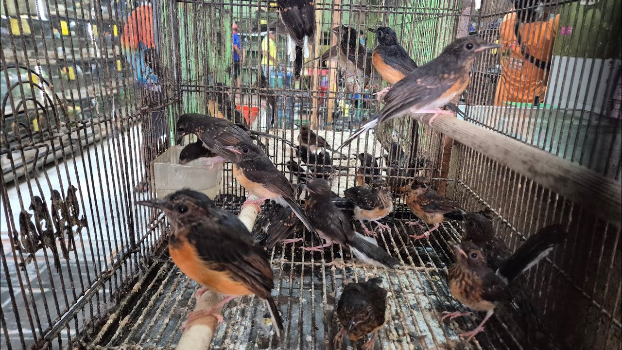 Datang Murai Kenari Lovebird Parkit Emje Zebra Kutut FaLK Anis Jalak Platuk Trucuk Tepus Manyar