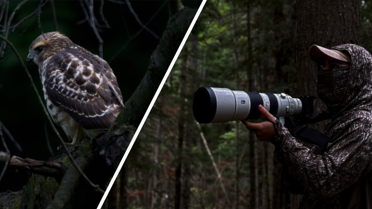 Canadian Forest at Dawn | POV Wildlife Photography Adventure