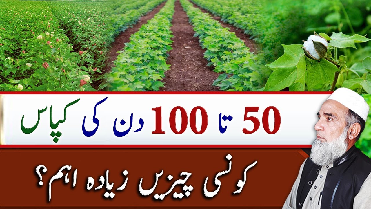 Needs of Cotton crop from 50 to 100 days || Crop Reformer