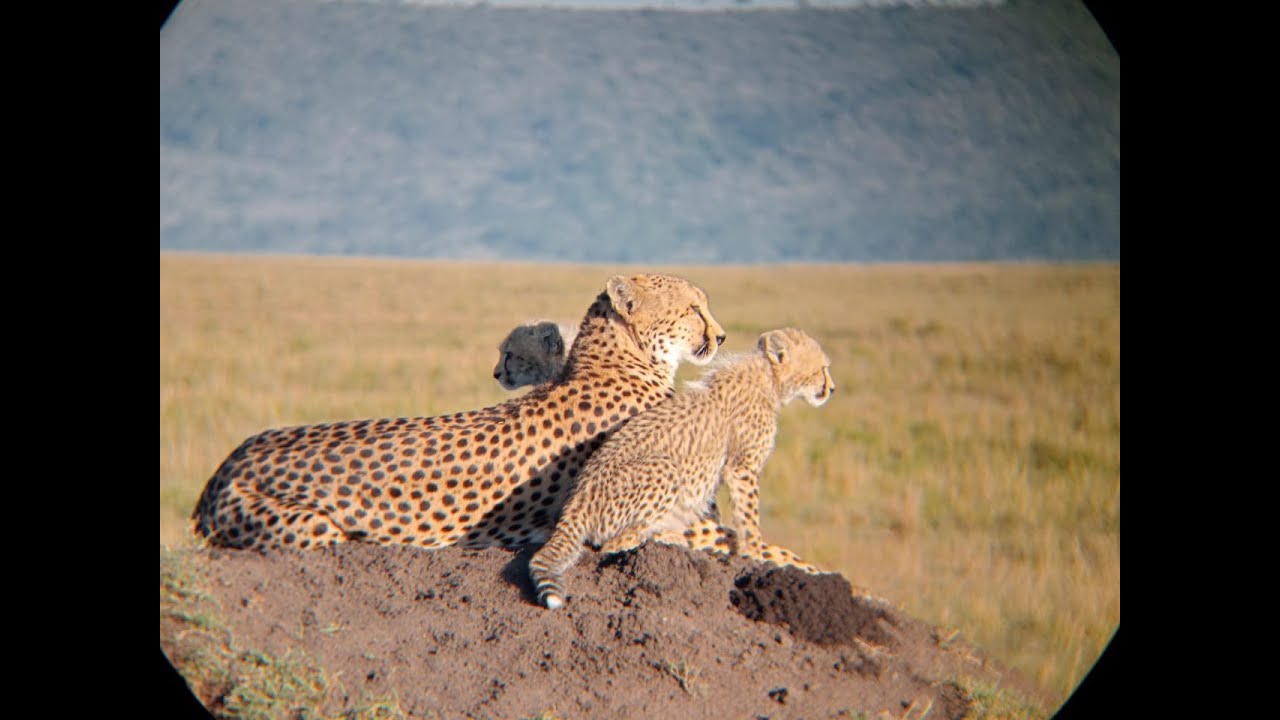 JT Safaris