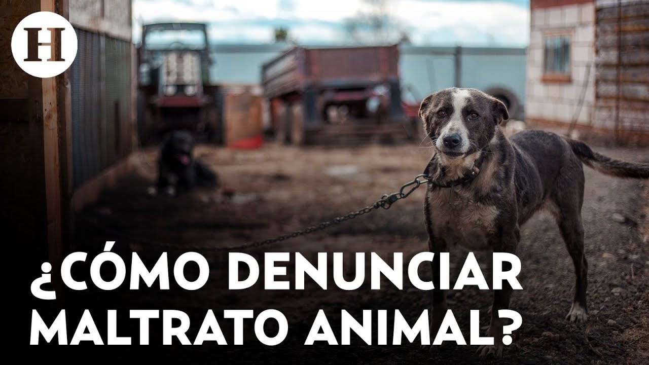 ¡Cuida a los más peludos! Conoce cómo denunciar el maltrato animal en la Ciudad de México