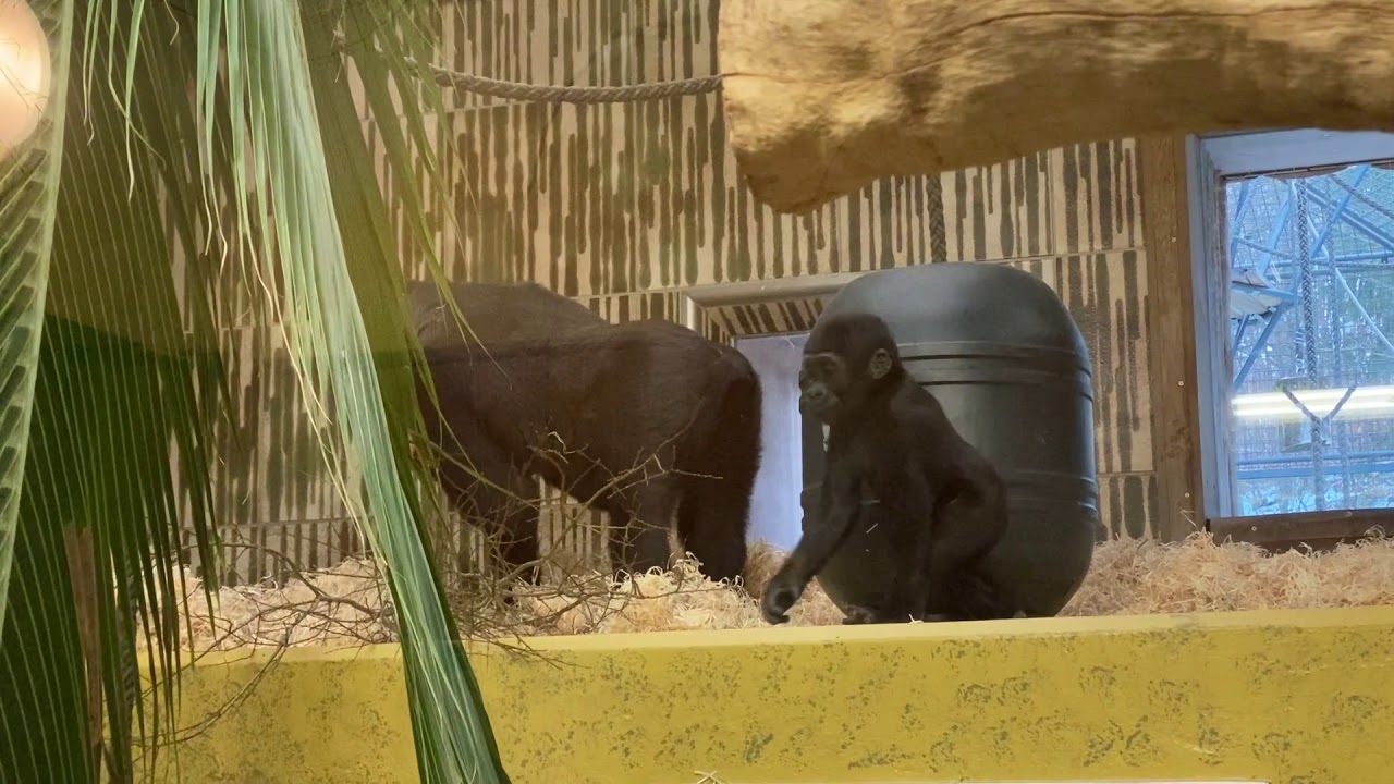 Palmwedel als Beschäftigungsmaterial für Gorillas & Co.