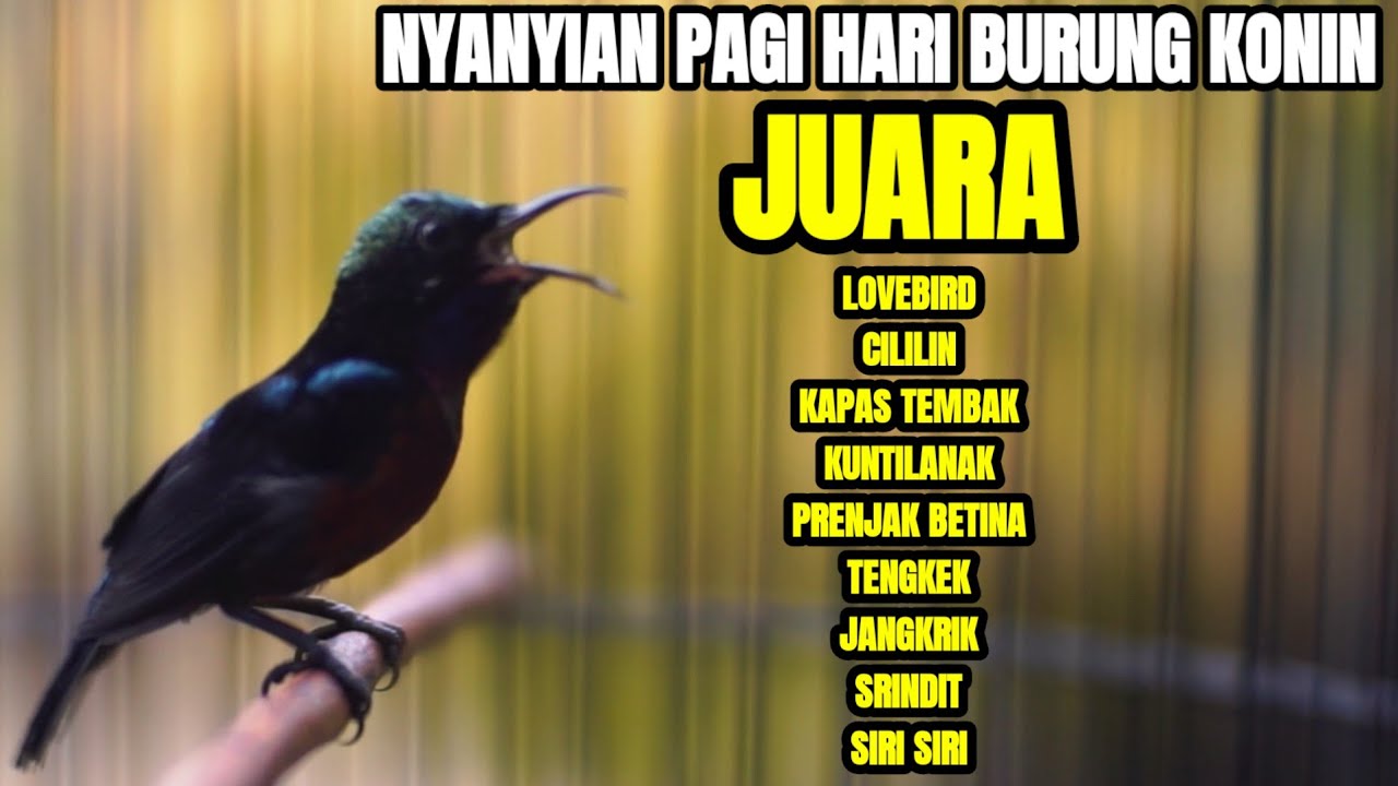 MASTERAN KONIN JUARA NASIONAL FULL TEMBAKAN MEWAH MATERI TAJAM NYARING JERNIH 100% AMPUH