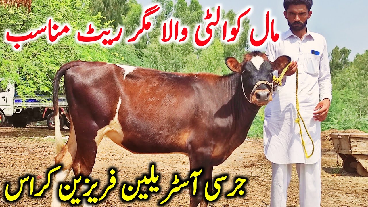 Best Quality Jersey Hiefers Australian Hiefers HF Hiefers Salam Bhalwal ||Global Village Farming