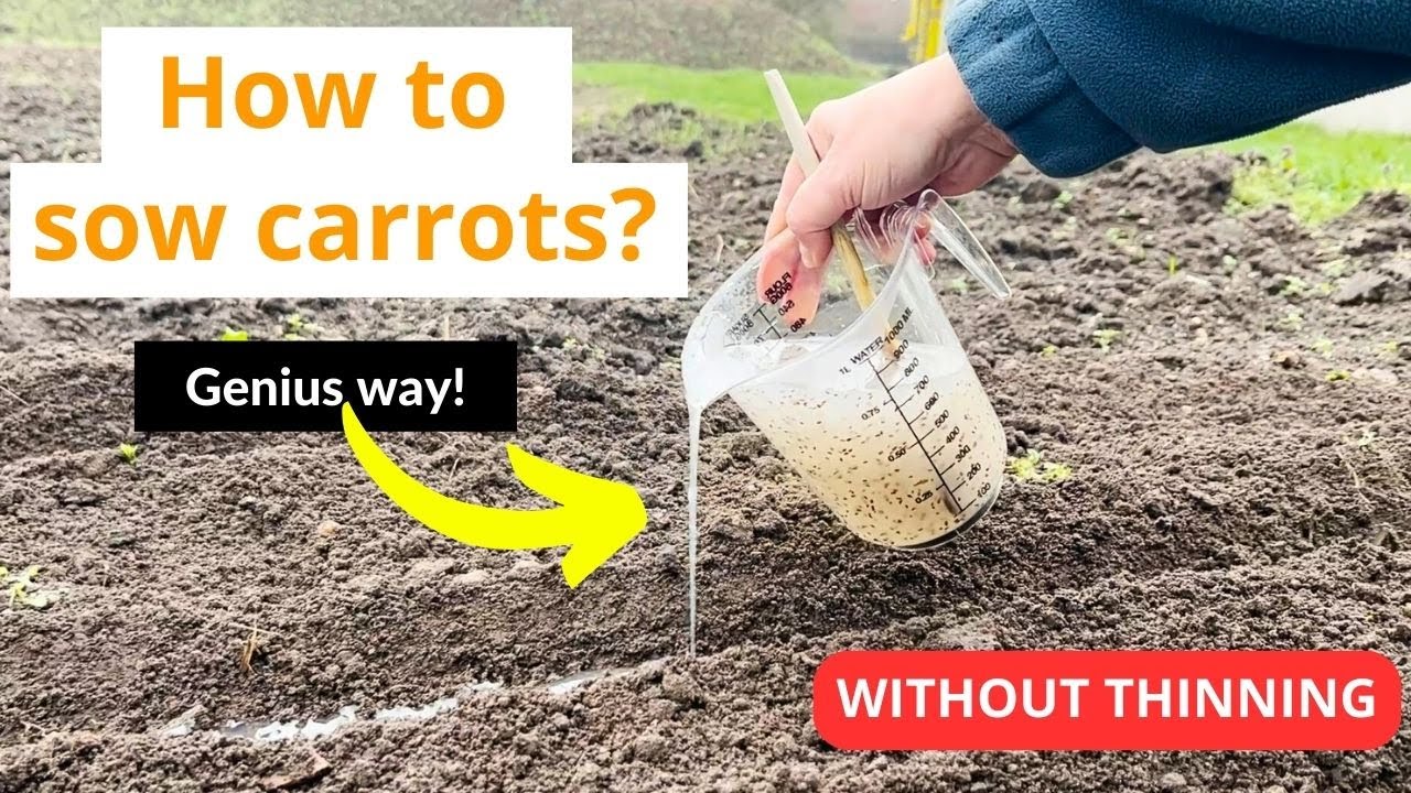 Best way to sow carrots! Without thinning
