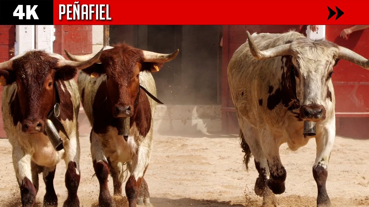 TOROS EN PEÑAFIEL