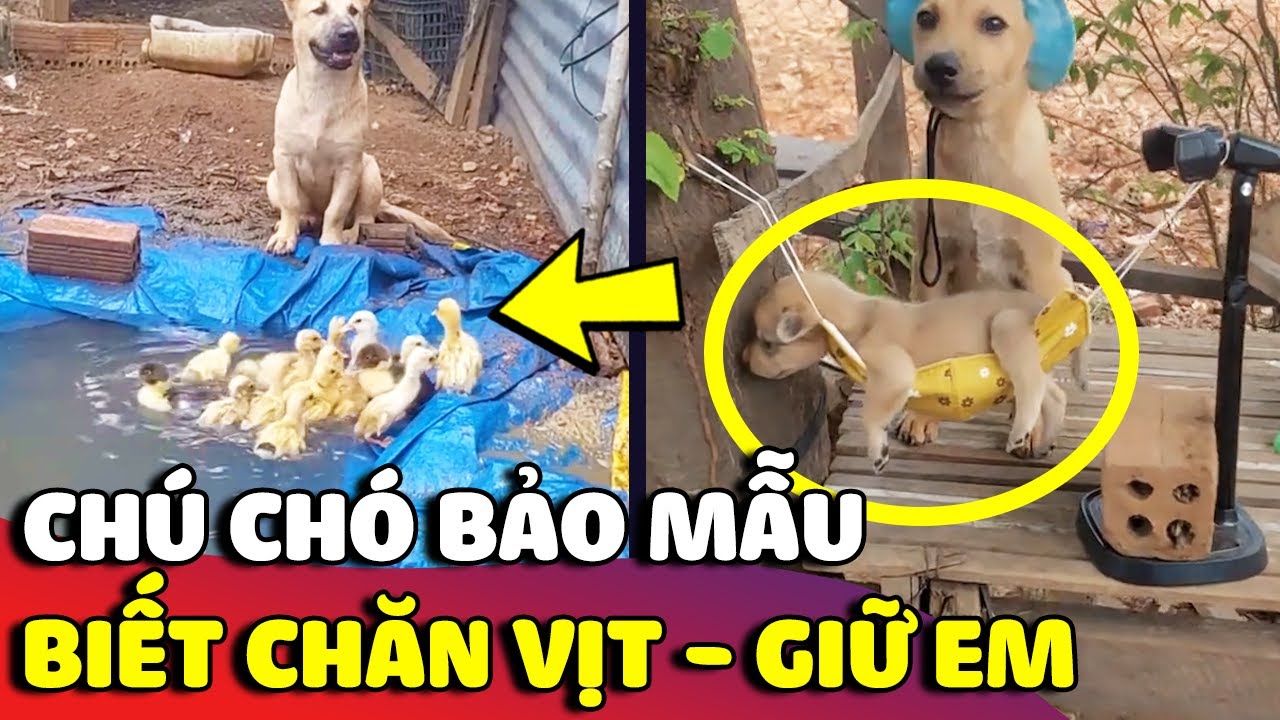 Chú chó miền tây kiếp trước từng làm nghề 'BẢO MẪU' khi bây giờ biết 'NUÔI VỊT CHĂM EM' 😂 | Gâu Đần