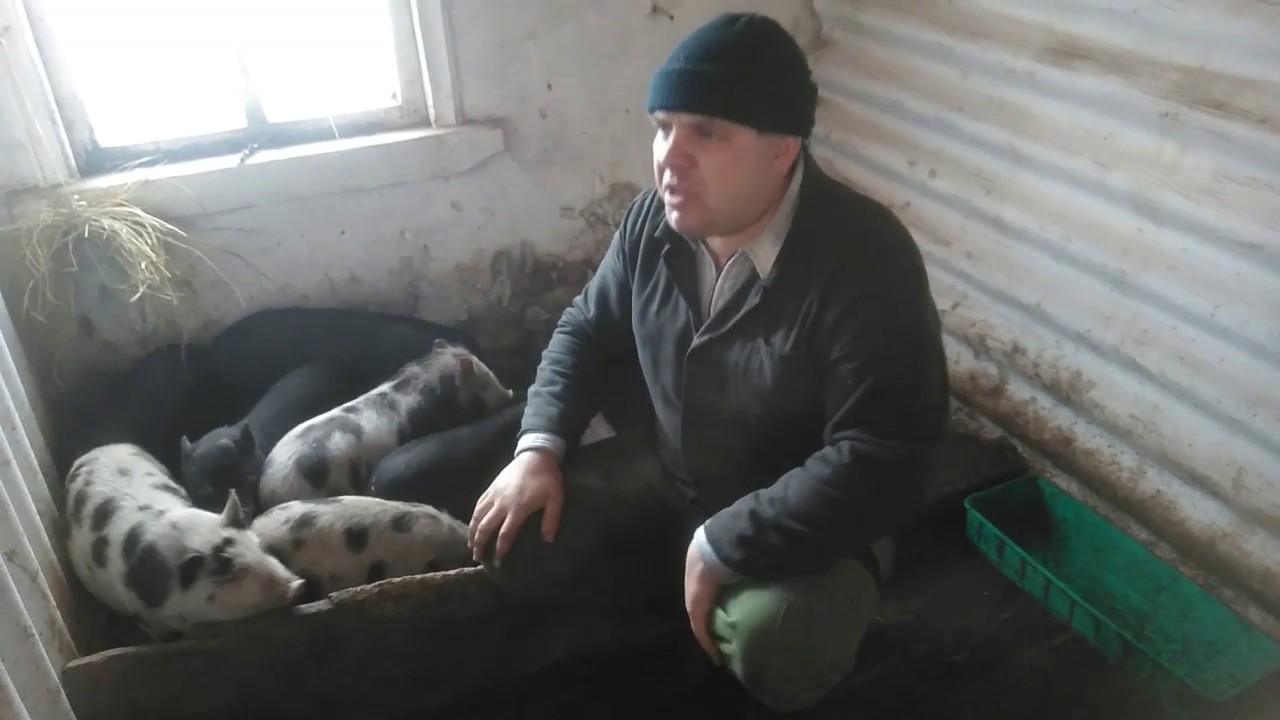 Поросята Вьетнамские или белые! опыт разведения