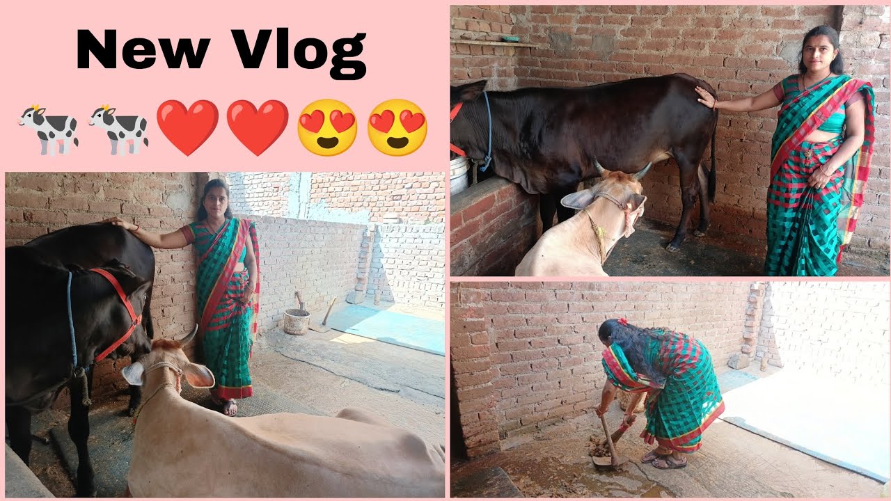 New Vlog | update about my cow 🐄❤️ | Cow vlog