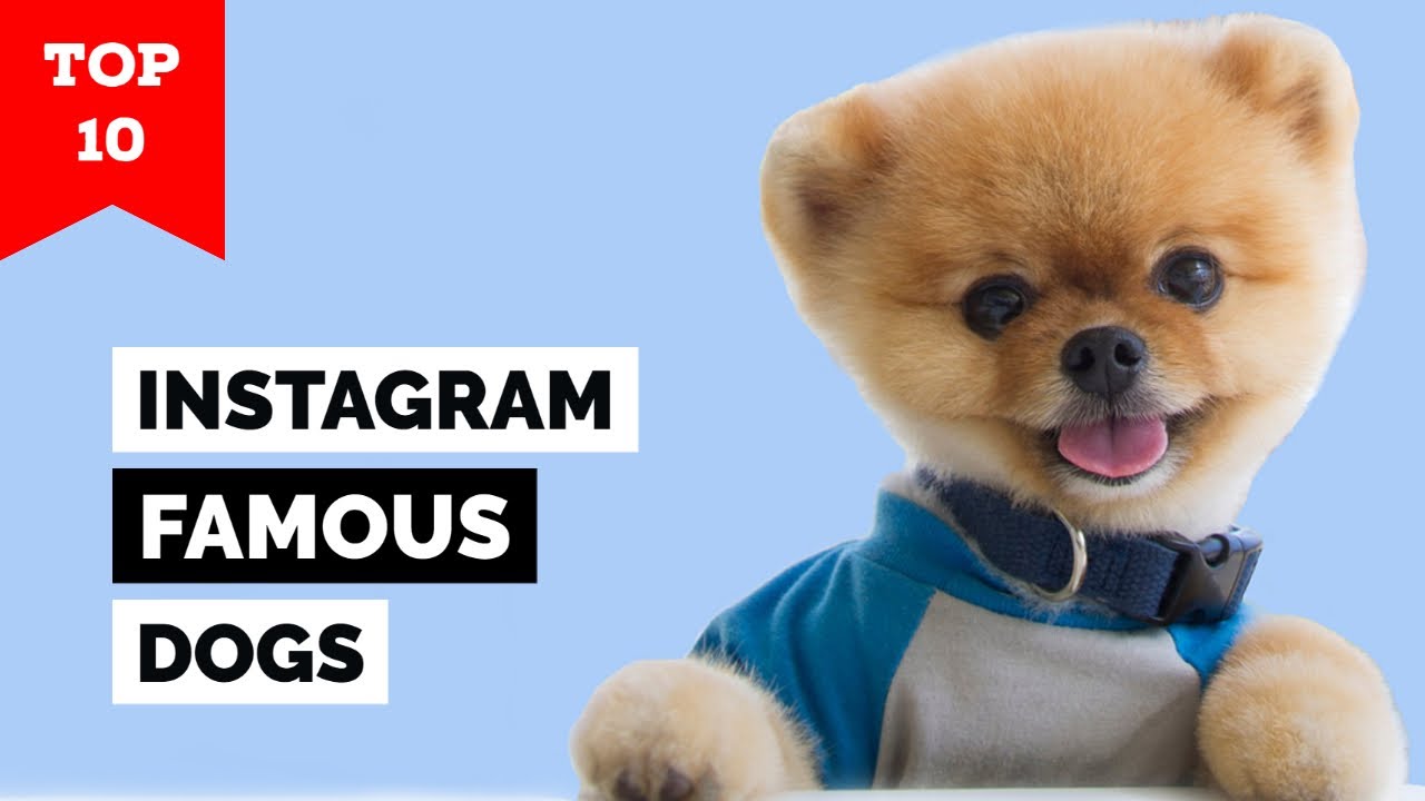Top 10 Famous Dogs On Instagram With Highest Followers
