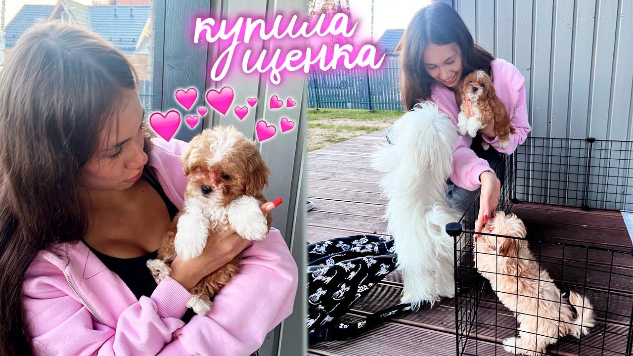 Купила ЩЕНКА МАЛЬТИПУ ❤️🥰