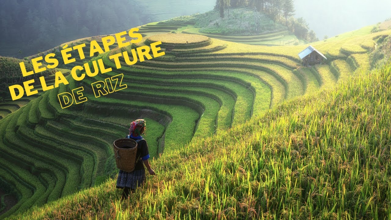 Les étapes de la culture du riz