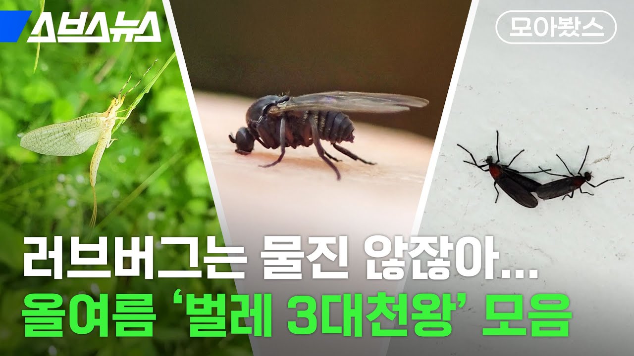 러브버그가 끝이 아니다..? 올 여름 모기보다 조심해야 할 벌레 ㄷㄷ [모아봤스] / 스브스뉴스