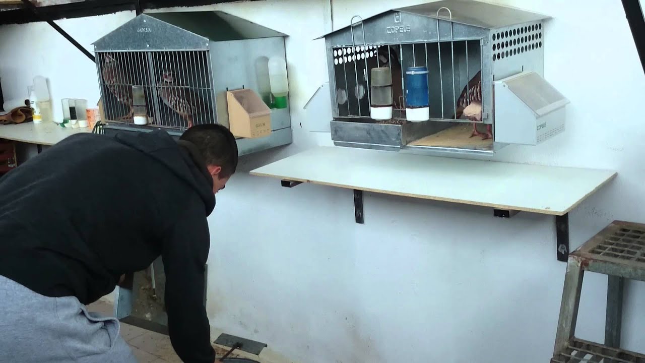 Limpiando los terreros, perdiz con reclamo