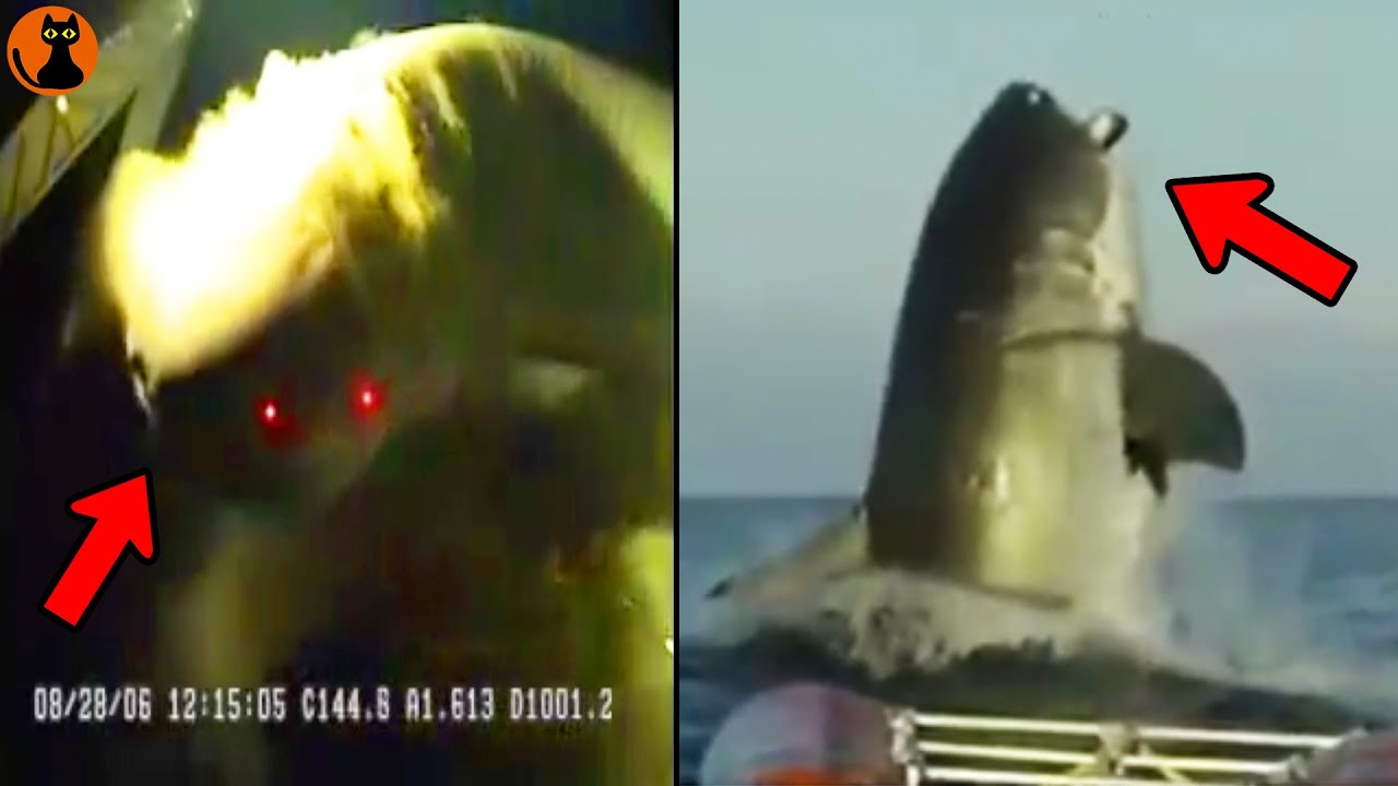 【UMA】MEG激撮か...メガロドンが実在するという証拠映像８選(ゆっくり解説)#.118