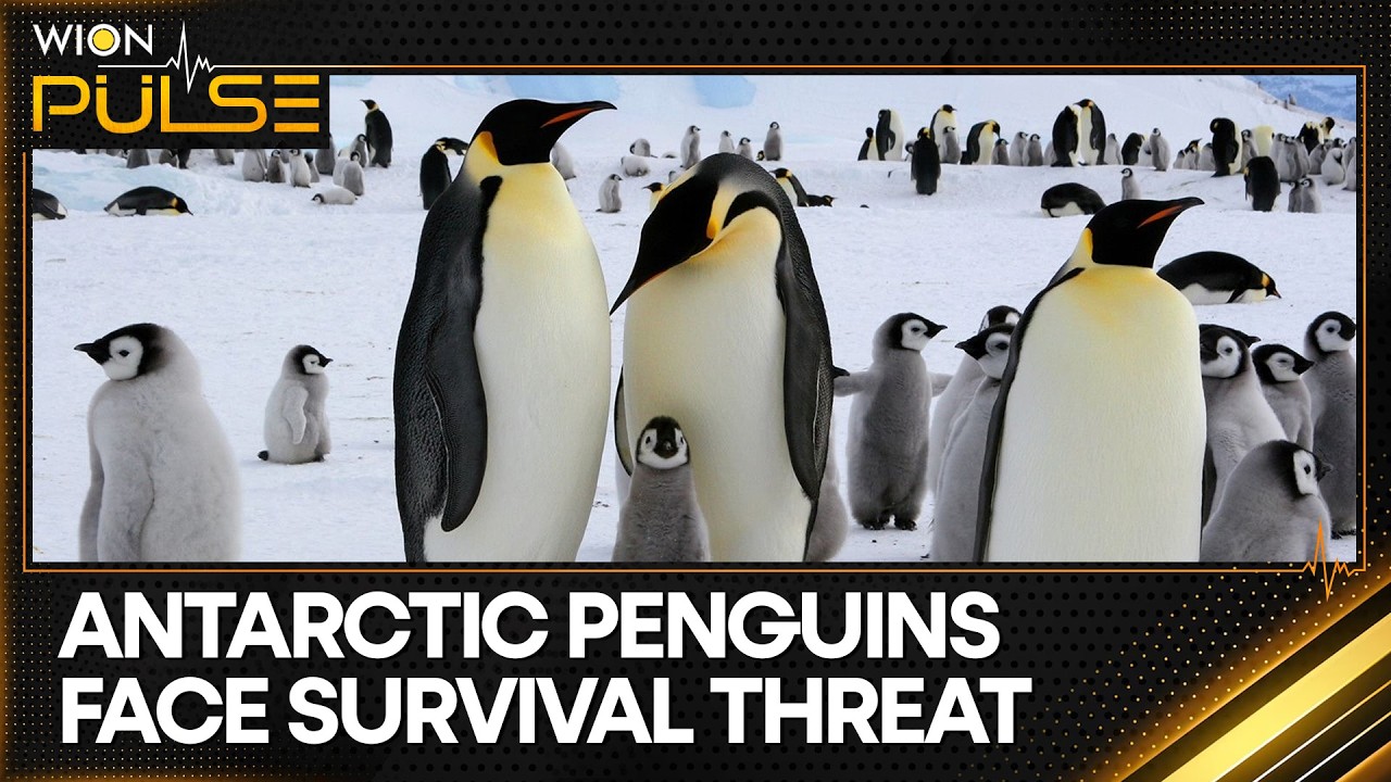 Scientists Alert to Increasing Emperor Penguin Deaths | WION PULSE
