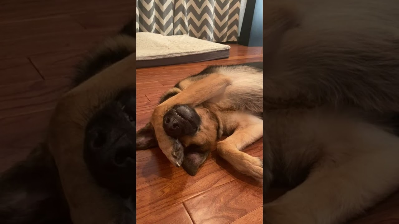 Best funny animal dogs 🦊Cute dog, fun to play 26