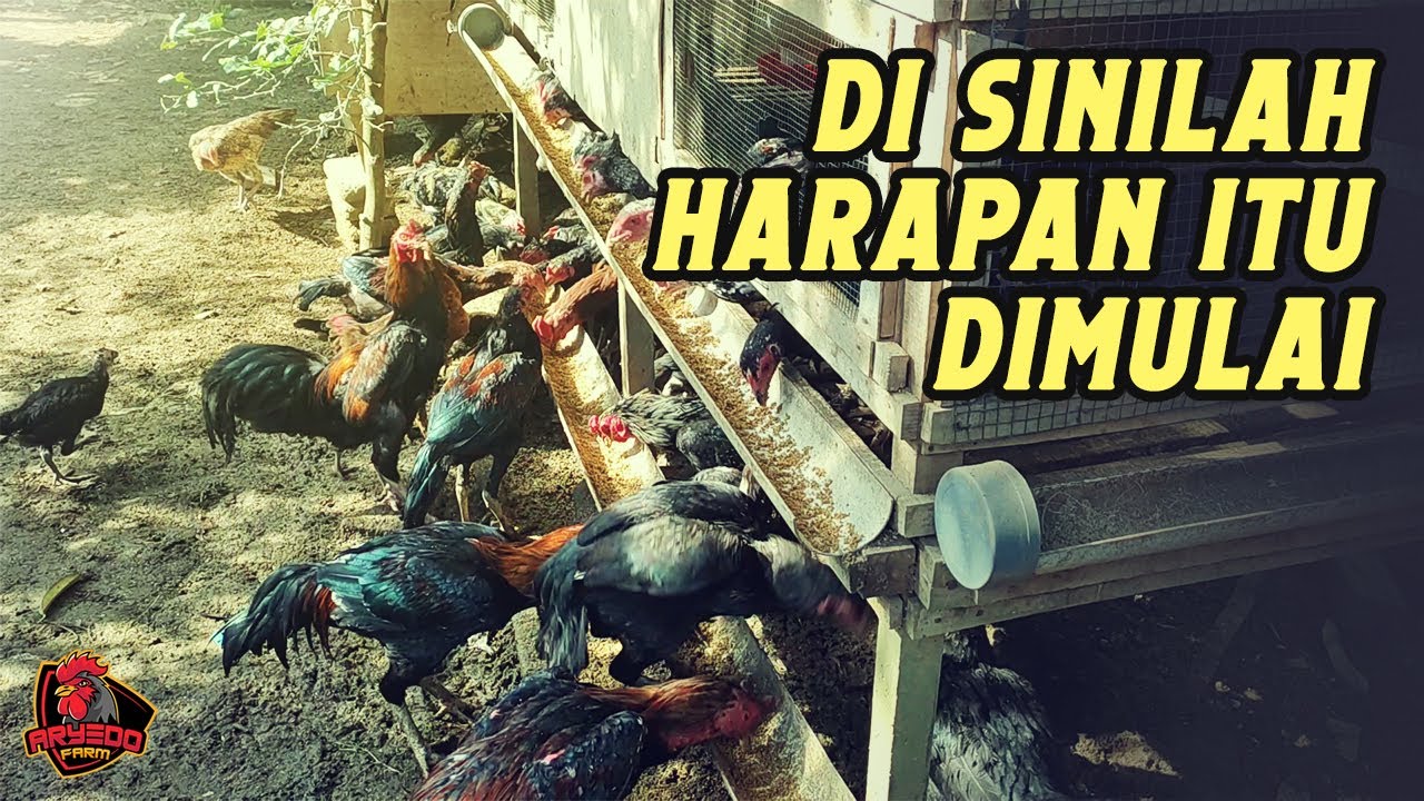 Renungan Pagi di Kandang Ayam: Awal dari Harapan