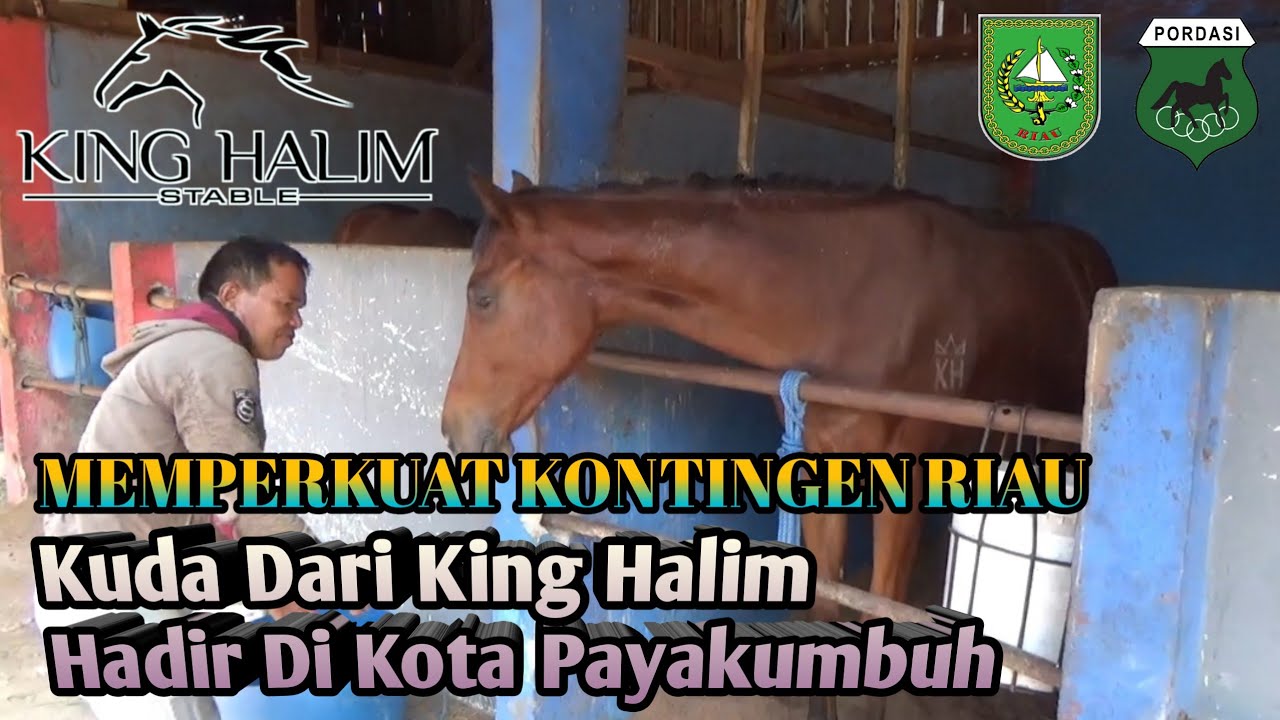 Kuda King Halim Ada Di Dupont Budi Mulia Stable Payakumbuh Persiapan Derby Sawahlunto 2022