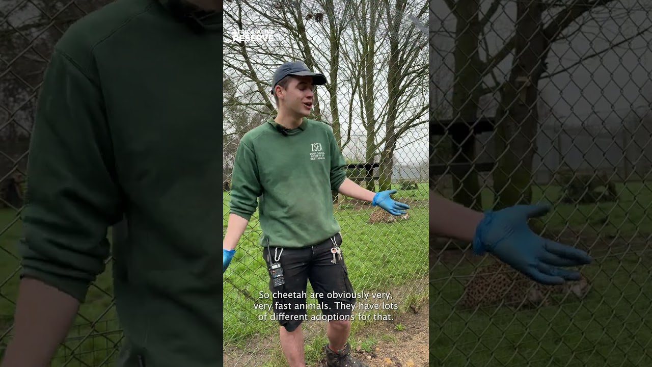 Meet our cheetah, Duma!