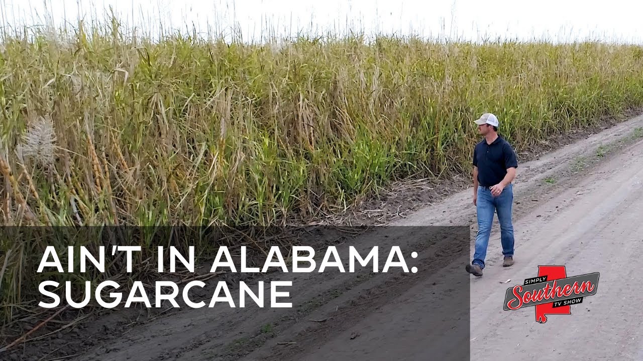 Show 713A Ain't in Alabama: Sugarcane