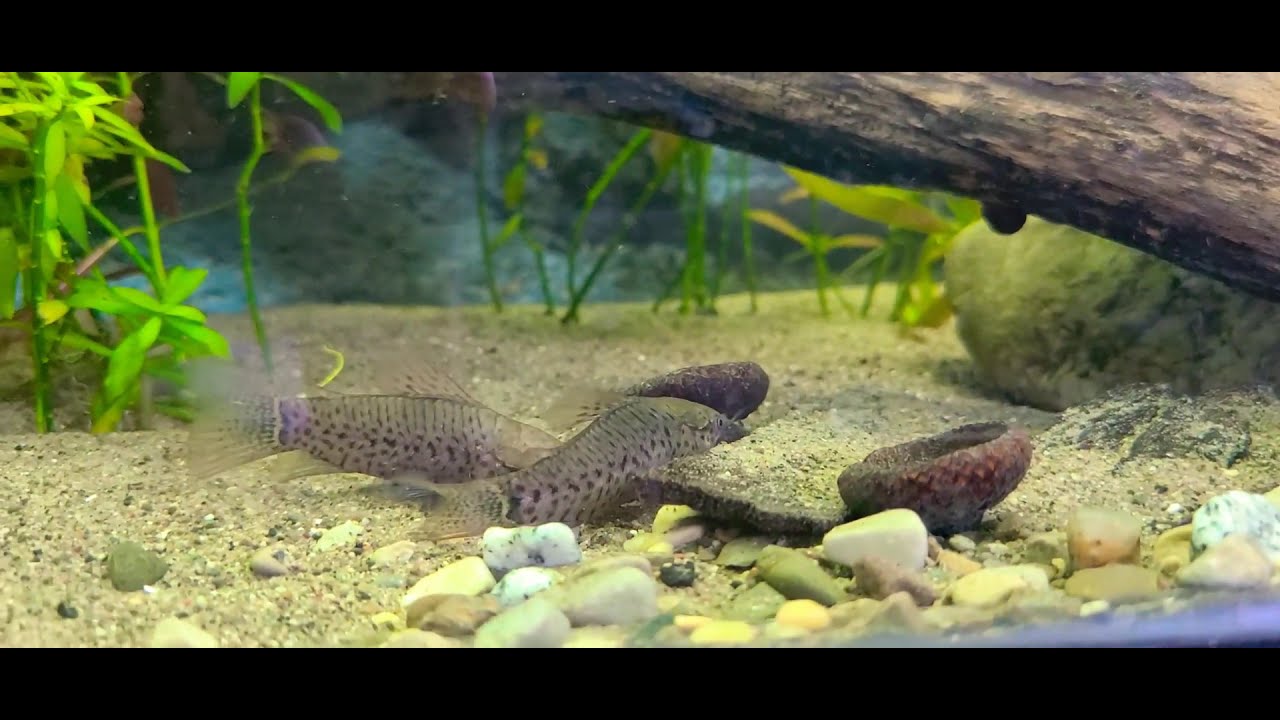 Hoplosternum Punctatum Interactions