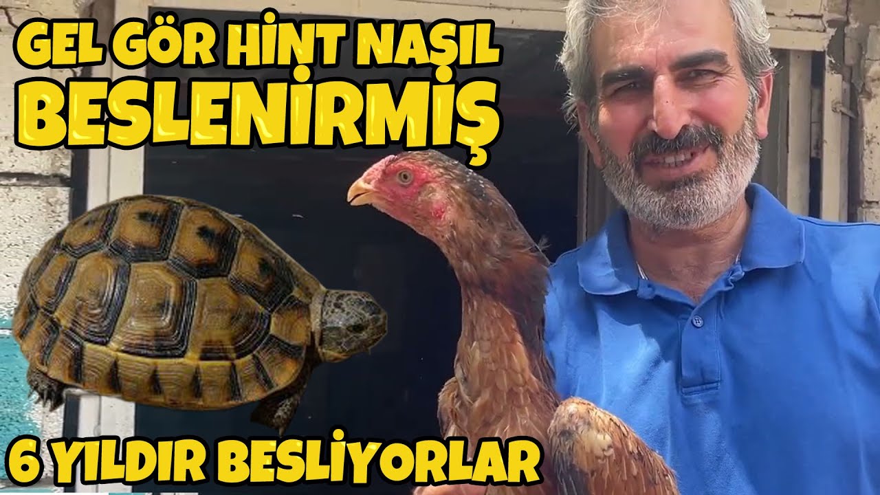 ADIYAMANDA HİNT KÜMESLERİNE DÜŞTÜM / YABANCI KAN HİNTLER BİR ARADA.