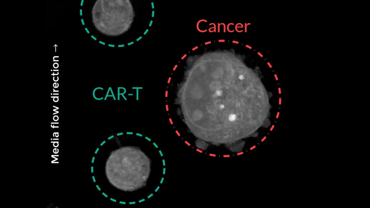 [Holotomography] CAR T-cells attacking a cancer cell
