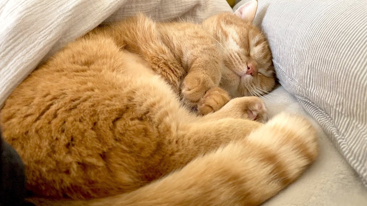 目が覚めたら隣で天使が寝ていました【パパとプリンの休日】