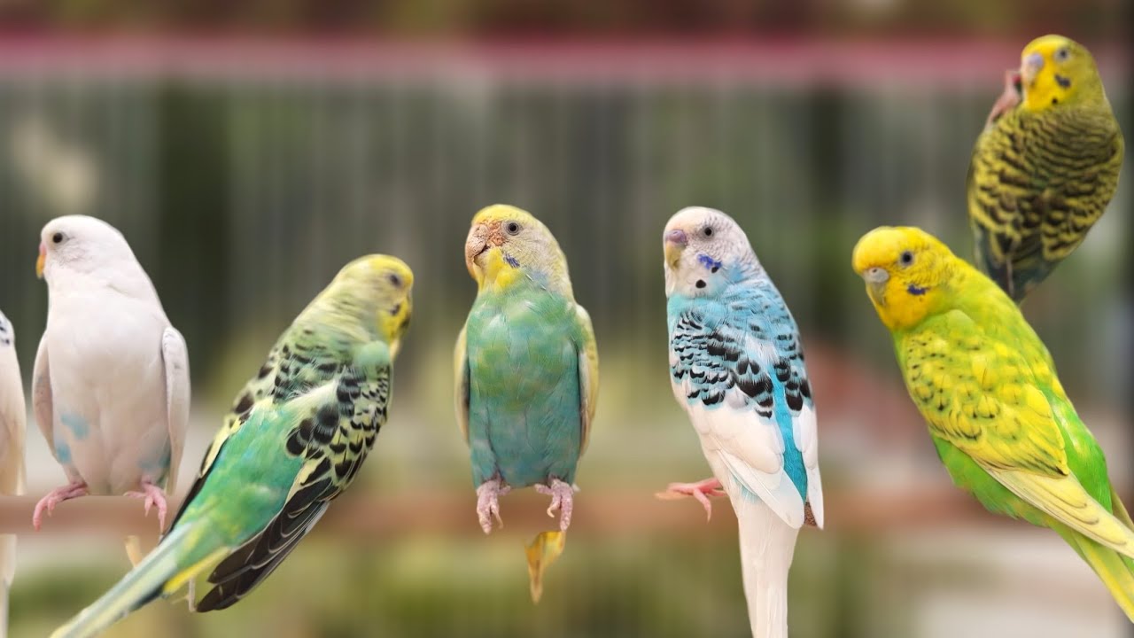 Budgie singing to mirror | Parakeet Sounds