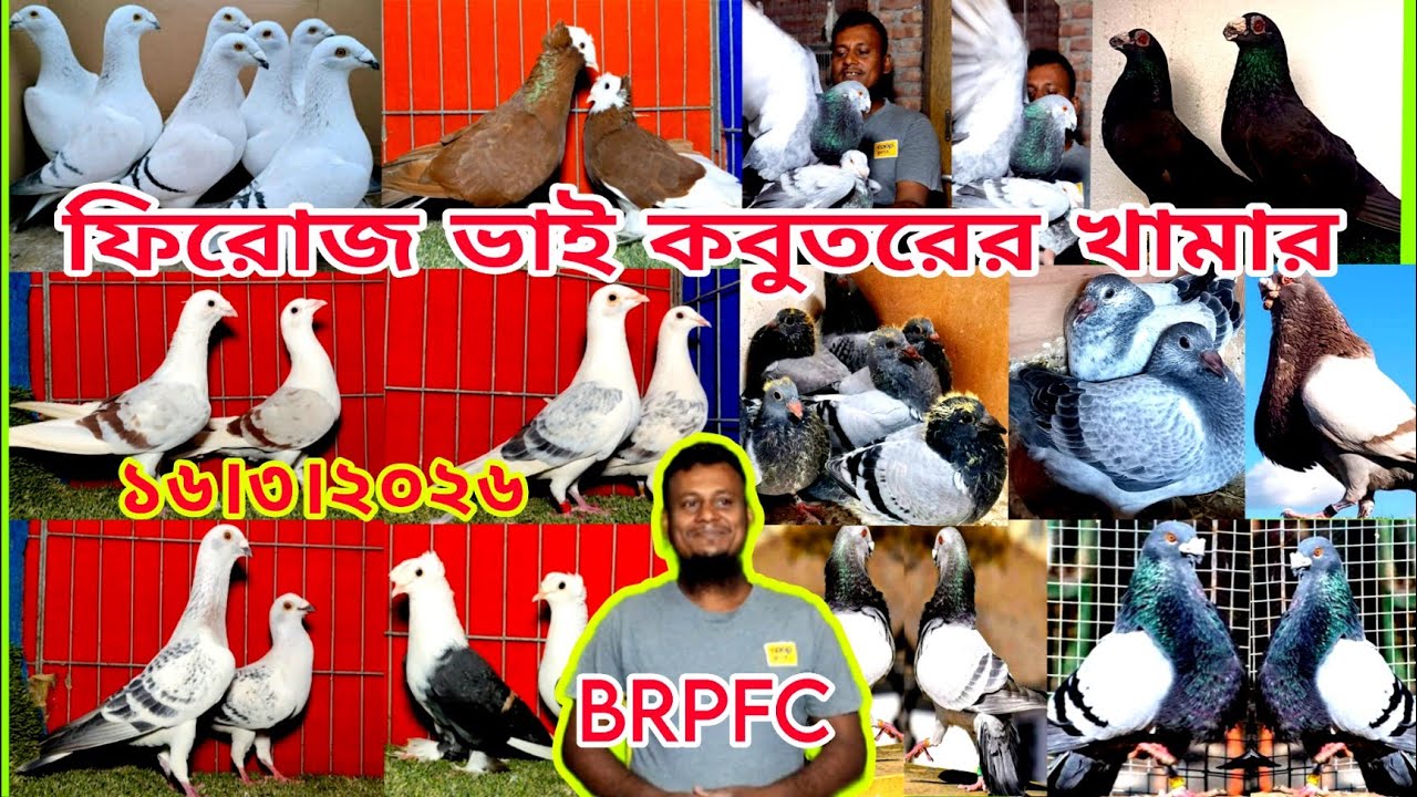 স্প্যানিশ কবুতরের দাম জানুন।। ফিরোজ ভাই কবুতরের খামার।। সবচেয়ে কম দামে কবুতর কিনুন