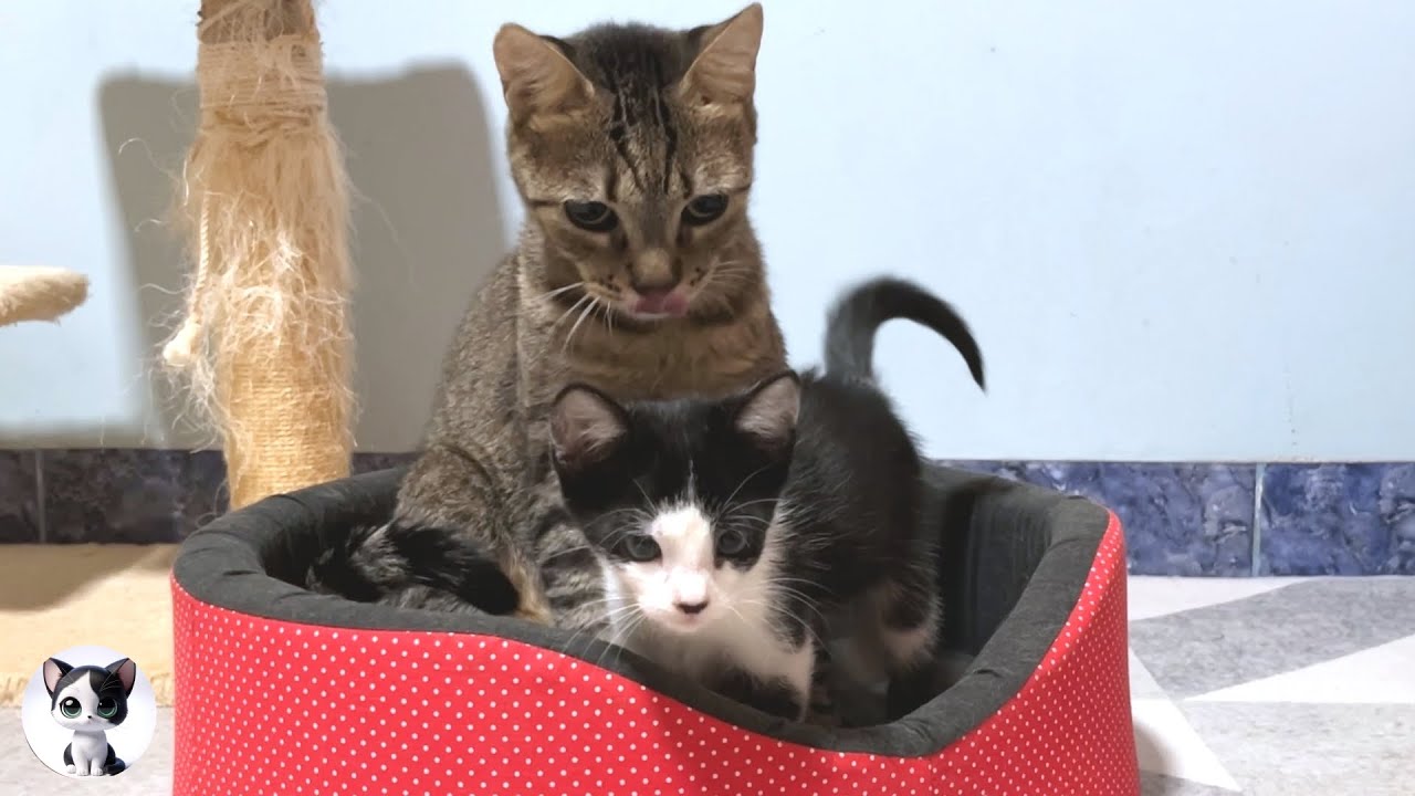 Как говорящий спасенный котенок и бескровная пожилая кошка стали матерью и ребенком?