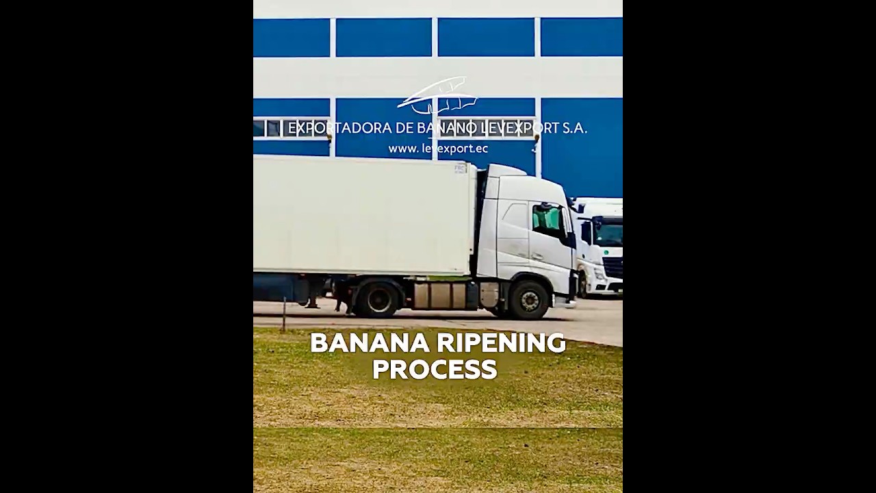 A look inside the gassing process, from Levexport. #distributor #Ecuador #bananas  #banana