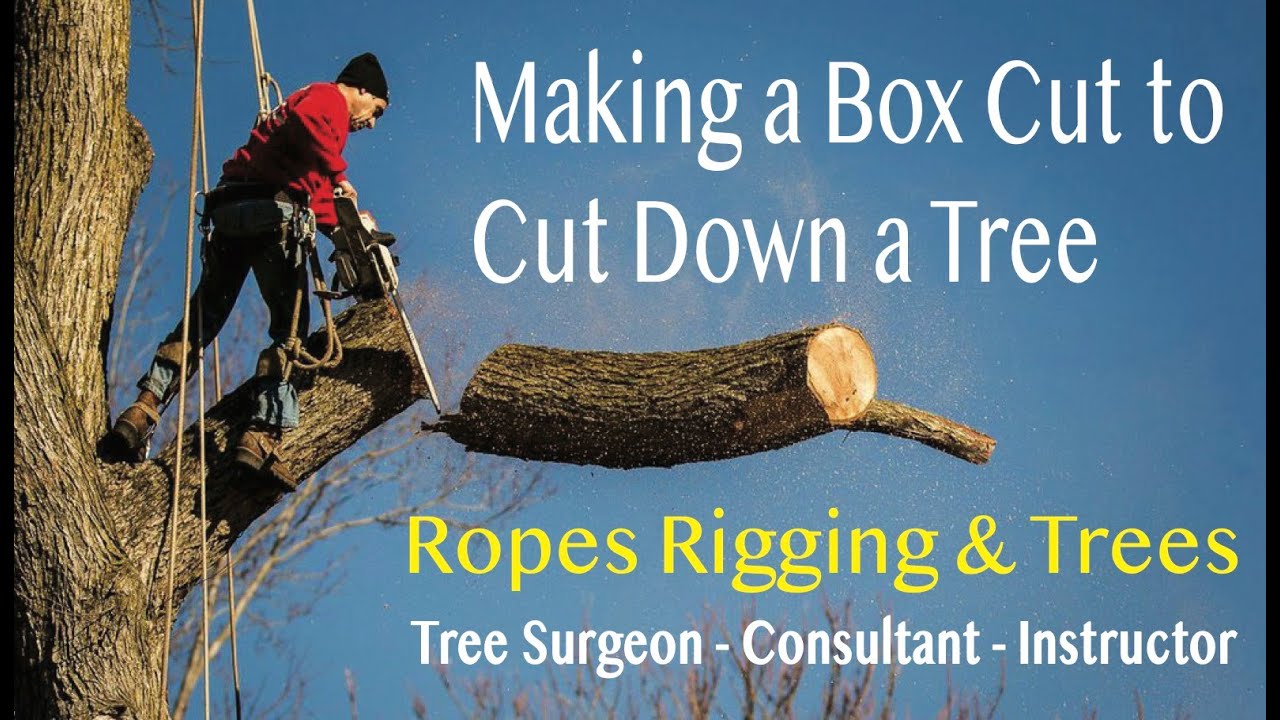 Making a Box Cut to Cut Down a Tree