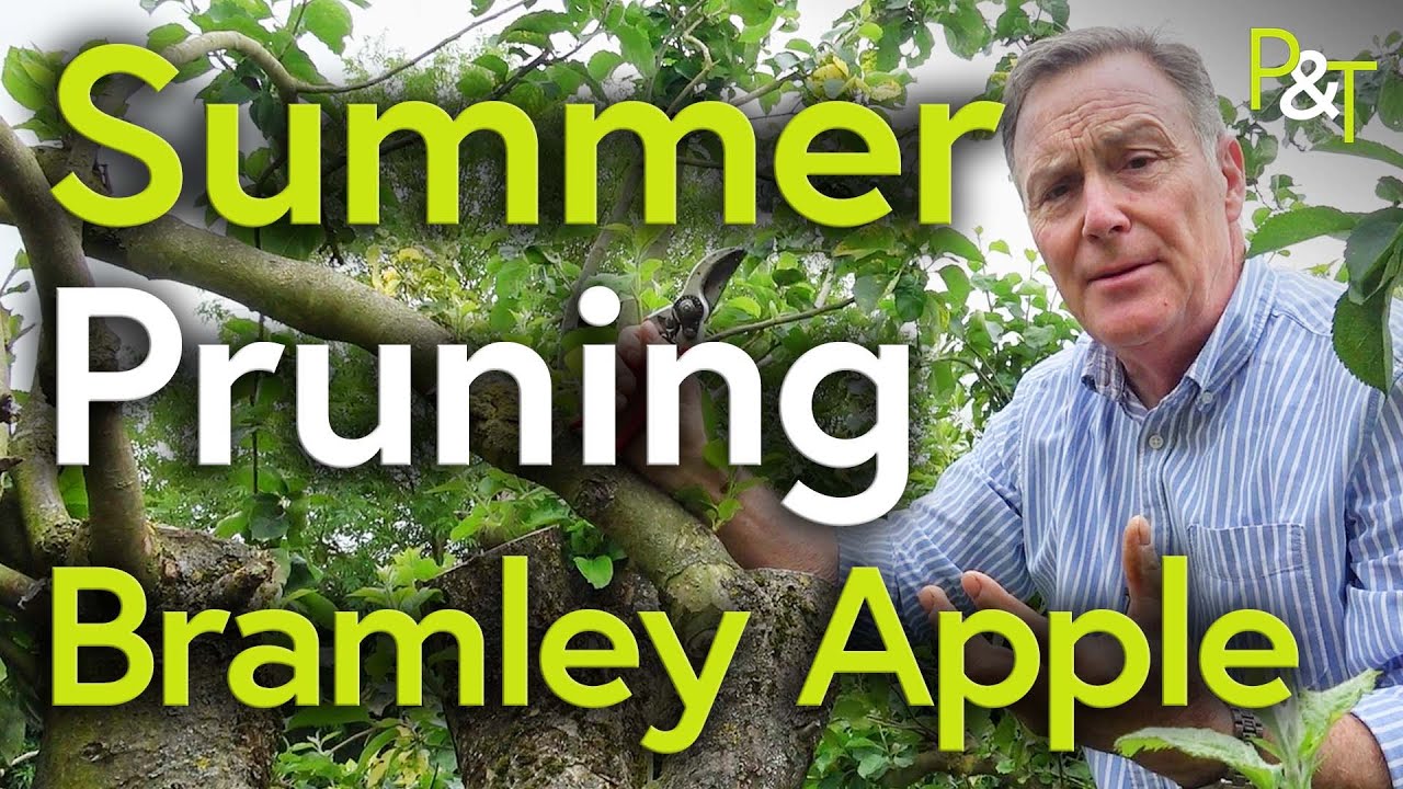 Bramley Apple Tree Summer Prune - Pots & Trowels