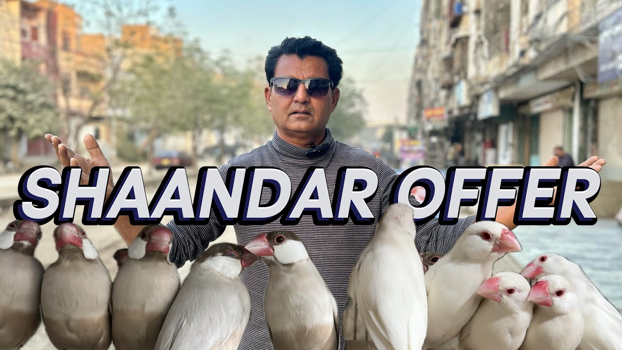 Shaandar Offer | Parinda Party & Others | 04/12/25 | North Karachi