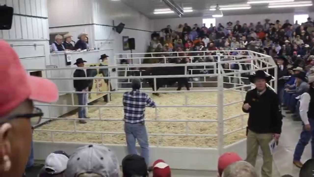 Schaff Angus Valley 2015 Lot 161, $725,000 Sale topper
