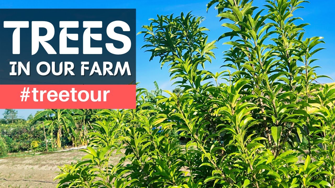 Trees in our farm! || Pass for agriculture activities - A small request !