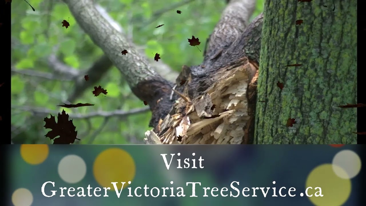 Tree Service Victoria, BC | Tree Care | Tree Removal | Arborist