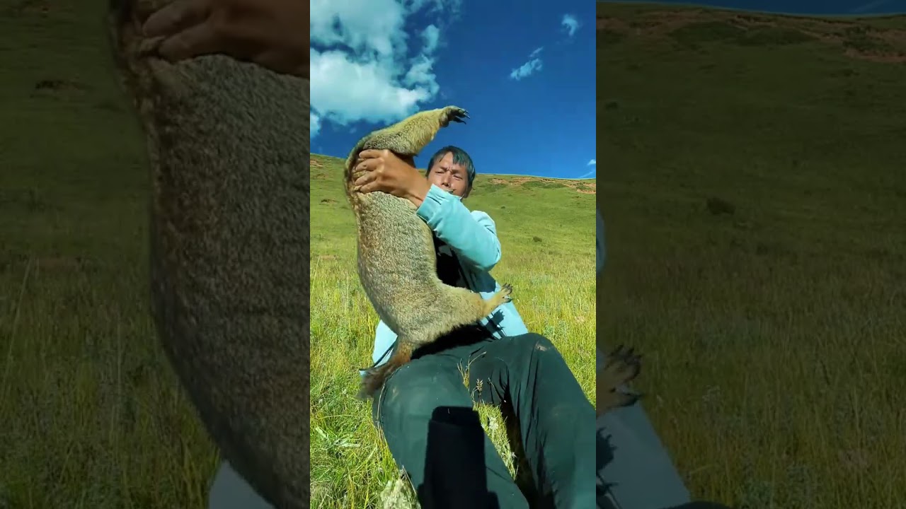 Cute Wild animal bobak marmot or prairie dog 10