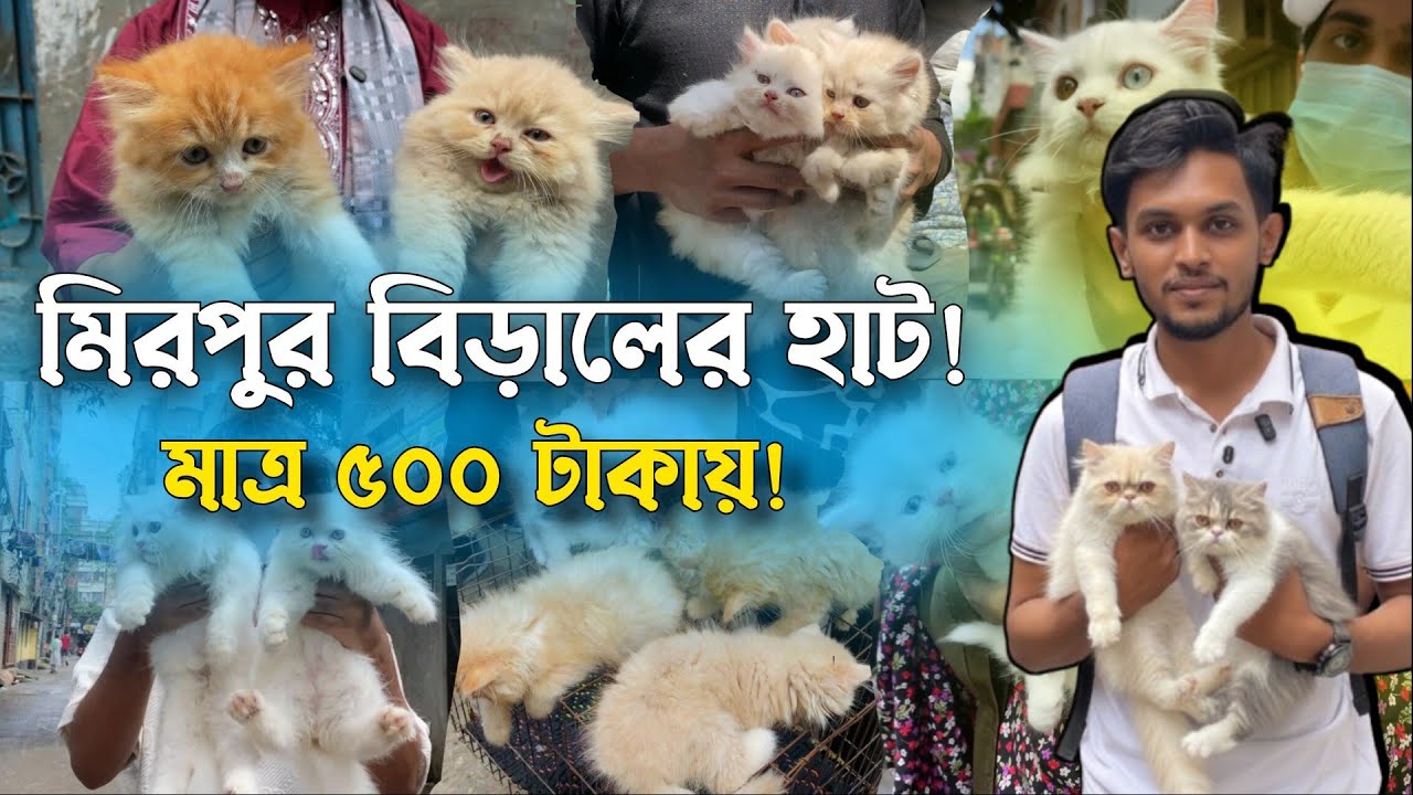 ৫০০ টাকায় বিড়াল | মিরপুর ১ বিড়ালের হাট | @DewanPets | Persian Cat Price in Bangladesh 