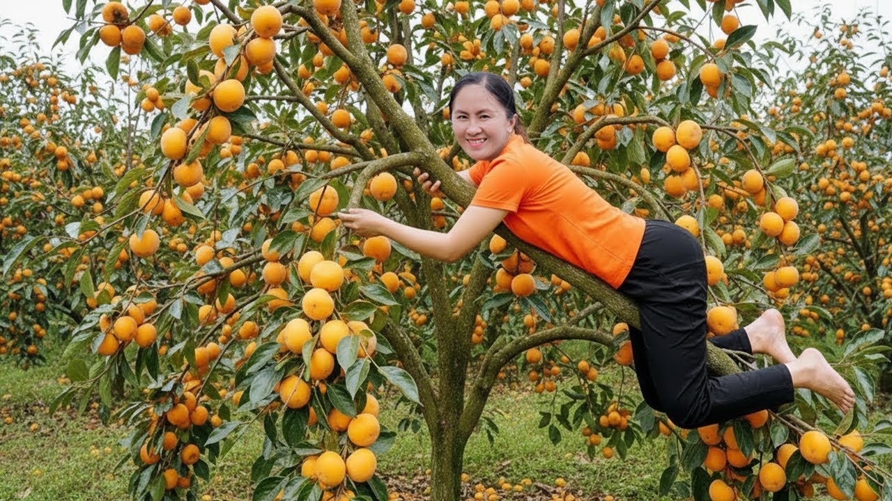 Harvest A lot of Crispy Persimmon: Thousands of Sweet Fruits Turning the Orchard Orange!