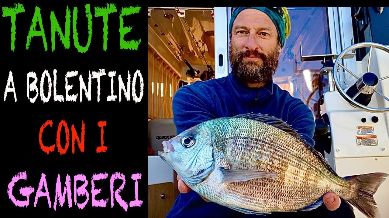 TANUTE A BOLENTINO COL GAMBERO ROSA🐟🐟🐟UNA BELLA TANUTA ABBOCCA A 90 METRI E POI AIUTO DEGLI AMICI