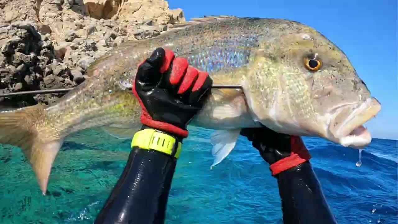 Dentex Lampadius - Spearfishing in Crete