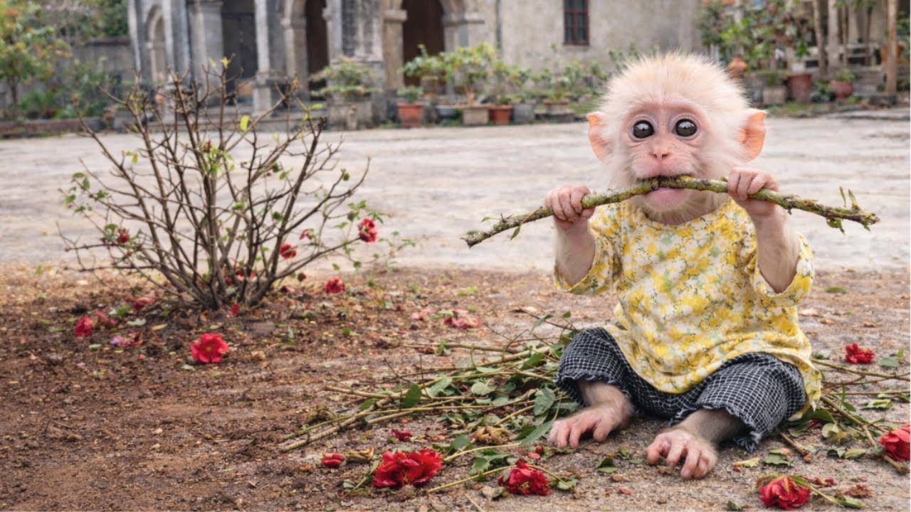 OMG! Monkey Baba destroyed the flower tree while Mr Minh was away