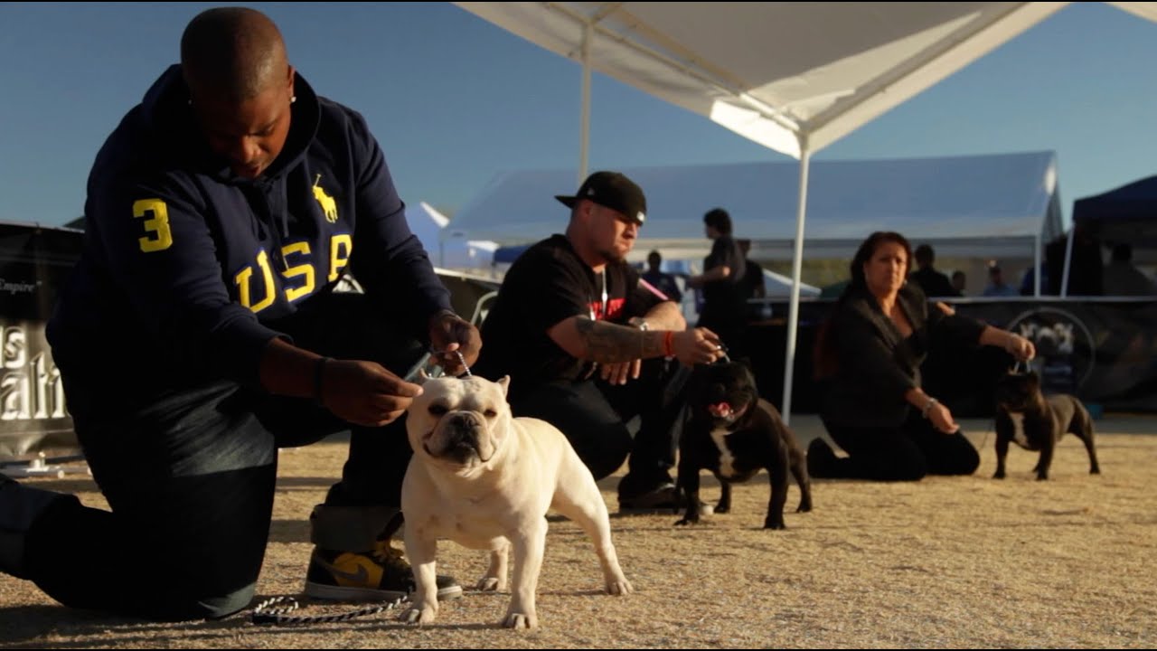 Conformation Dog Shows Explained - Featuring the ABKC, UKC, & AKC
