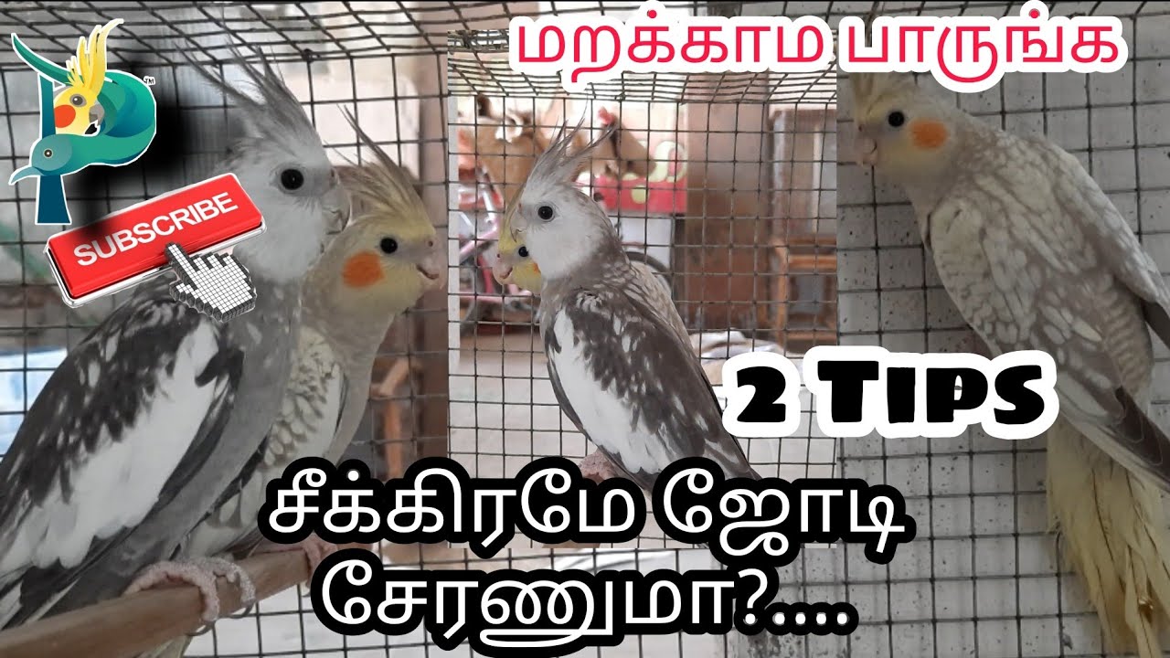 How to Pair Cockatiel ? | Tips for Cockatiel Paring | 2 Tips | In Tamil |  PETZZZ TAMIZHA